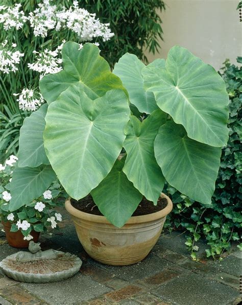 Upright Jurassic Elephant Ear Premium Caladium Bulbs Lively Root