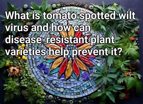 What Is Tomato Spotted Wilt Virus And How Can Disease Resistant Plant Varieties Help Prevent It