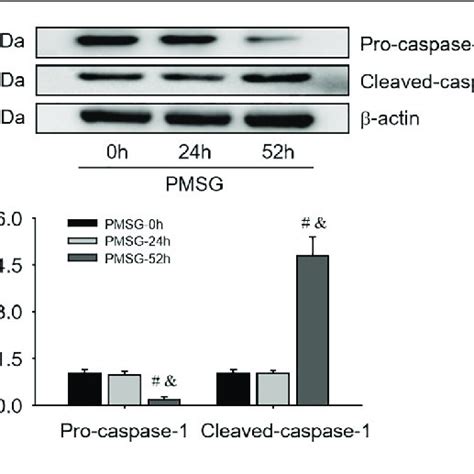 Pro Caspase 1 And Cleaved Caspase 1 Protein Expressions In The Ovary