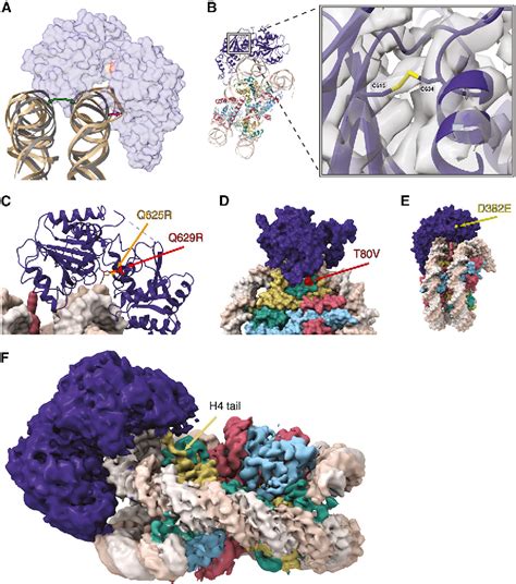 Figure 4 from Chromatin remodeling of histone H3 variants by DDM1 ... 