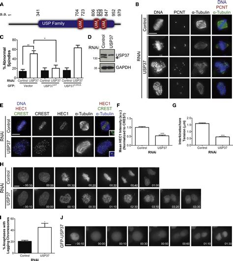 The Deubiquitinase Usp Regulates Chromosome Cohesion And Mitotic