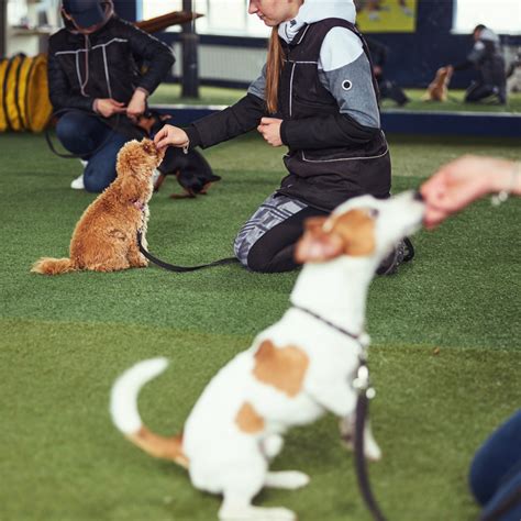 Positive puppy classes in Sacramento