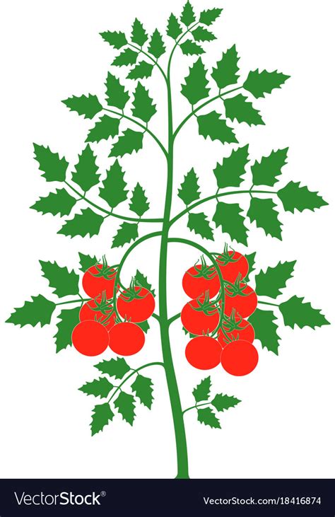 Tomato plant Royalty Free Vector Image - VectorStock