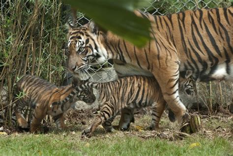 Strategi Rencana Aksi Konservasi Harimau Sumatera Diperbaiki