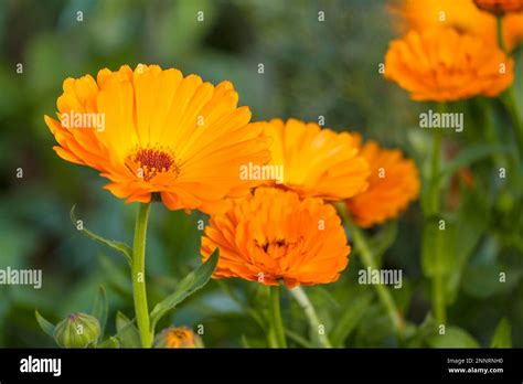 Marigold Bush Hi Res Stock Photography And Images Alamy