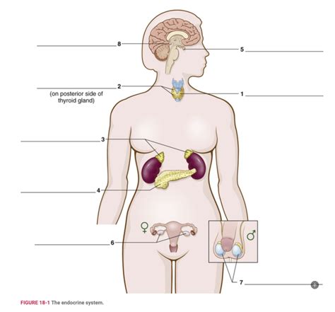 The Endocrine System Diagram Quizlet