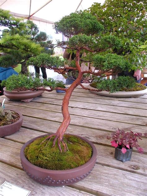 Tecnicas Del Bonsai Ii Pdf Happyxsonar