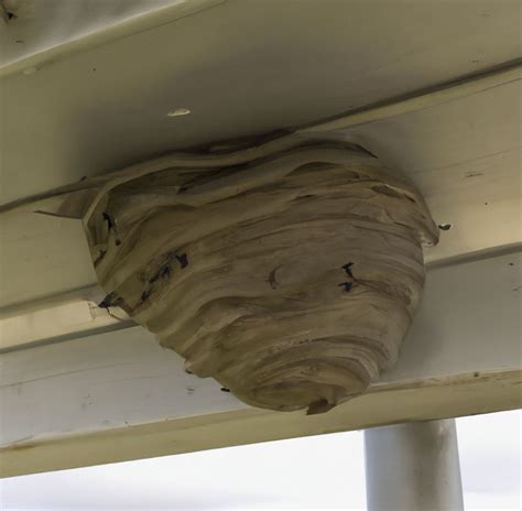 Remove Wasp Nest In Erlach