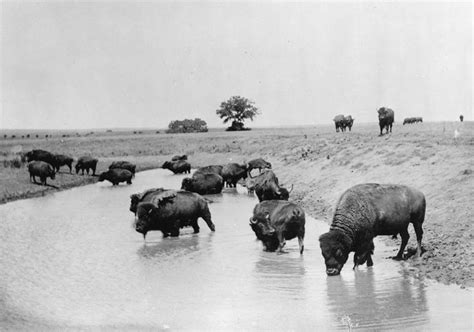 Geography Of The Great Plains Old West Animals Of The World Bison