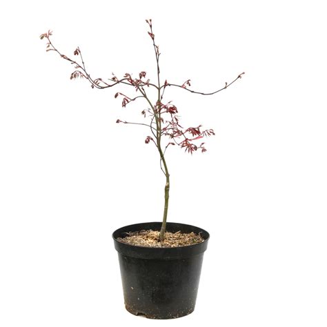 Tout Savoir Sur L Acer Palmatum Dissectum Culture Et Entretien