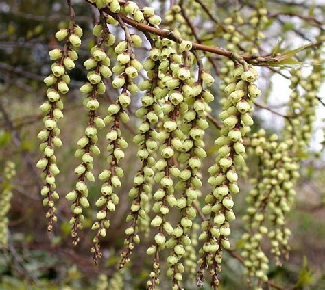 Stahiuruss Agrais Stachyurus Praecox Reti Eksotiski Augi