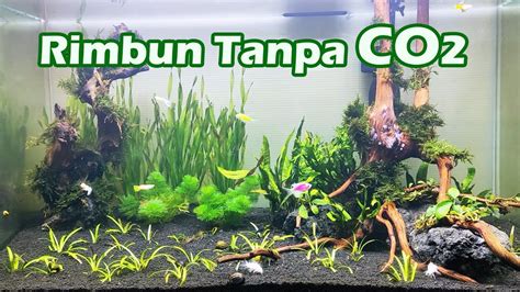 7 Tanaman Aquascape Rimbun Tanpa CO2 Tambahan YouTube