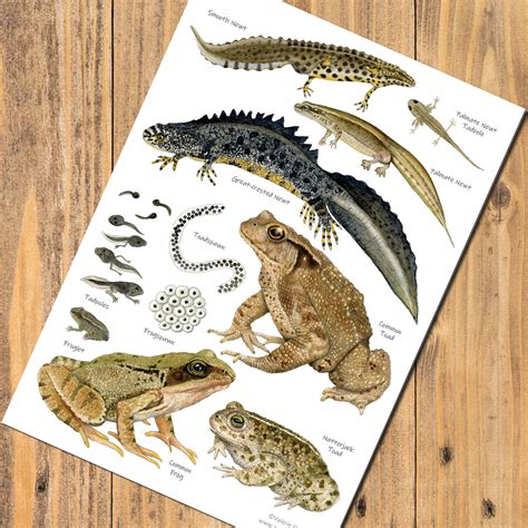 Newt Identification Chart Uk Ubicaciondepersonascdmxgobmx