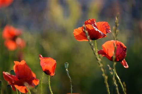 Red Poppys Blomstrende Aften Gratis foto på Pixabay Pixabay