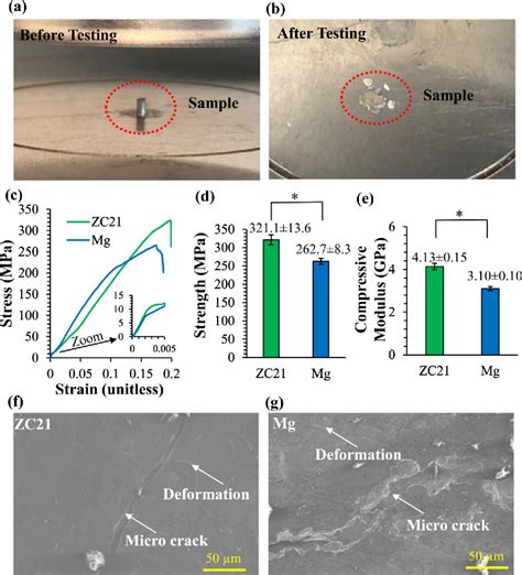 Figure 2 From Antimicrobial Bioresorbable Mg Zn Ca Alloy For Bone