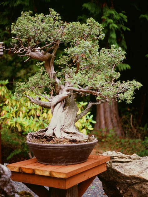 Bonsai Tree Care, Tips and How-To