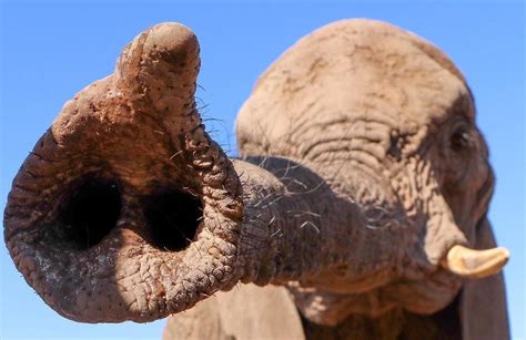 How does an elephant’s trunk work? | Pod Volunteer