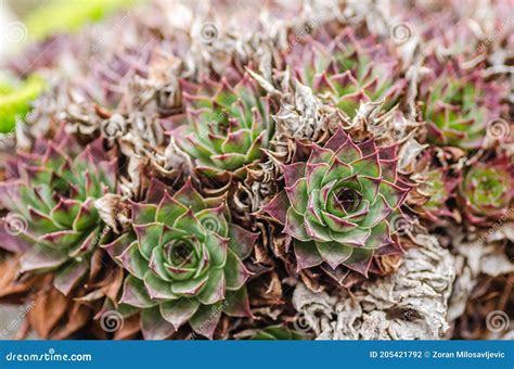 Sempervivum Tectorum The Common Houseleek Stock Photo Image Of