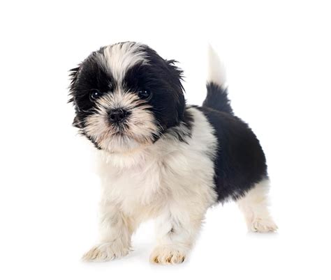 Un Cachorro Shih Tzu Frente A Un Fondo Blanco Foto Premium