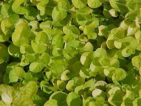 Lysimachia Nummularia Var Aurea Kiefer Nursery Trees Shrubs