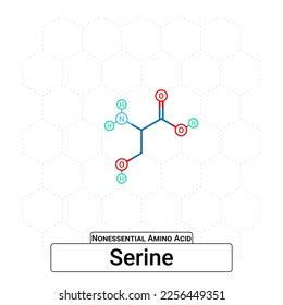 Serine Chemical Structure Nonessential Amino Acid Stock Vector Royalty