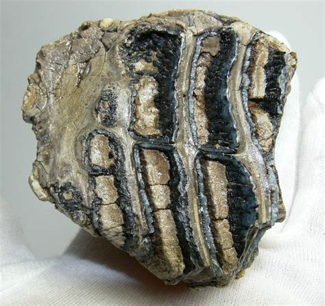 Mammuthus primigenius tooth (423 grams) - Fossilwebhop