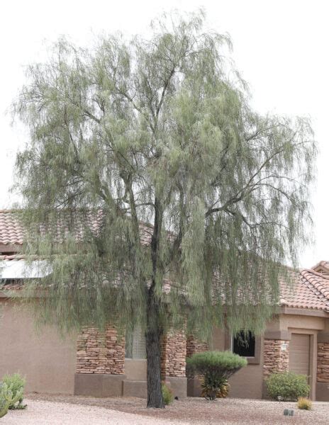 Weeping Acacia Tree