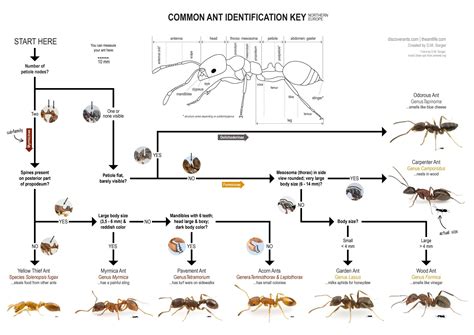 termite life cycle diagram - Magnolia Estrella