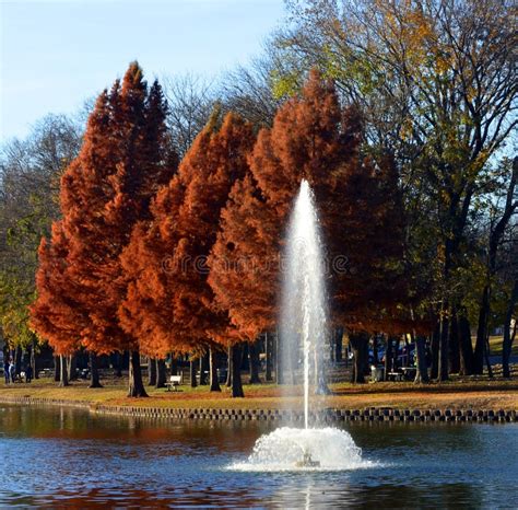 Bald Cypress stock photo. Image of fall, fountain, autumn - 97115106