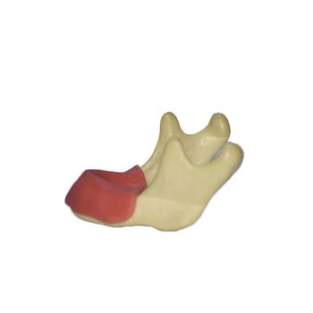 Dental Lower Jaw Teeth Study Planting Practice Tooth Model Dental Model