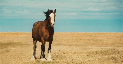 Clydesdale Horses Running