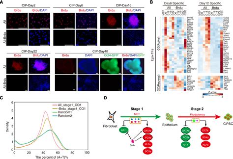 Chromatin Accessibility Dynamics During Chemical Induction Of