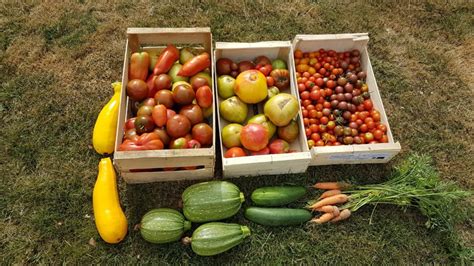 Légumes au refuge DES GRAINES