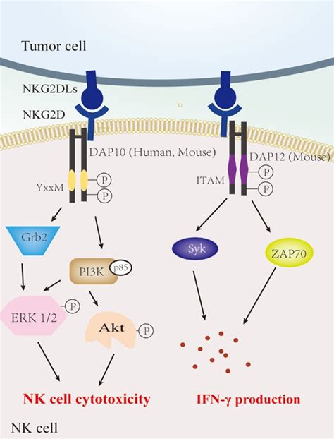 Role Of Nkg D And Its Ligands In Cancer Immunotherapy Abstract