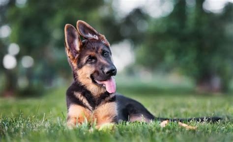 Black And Cream German Shepherd Puppies