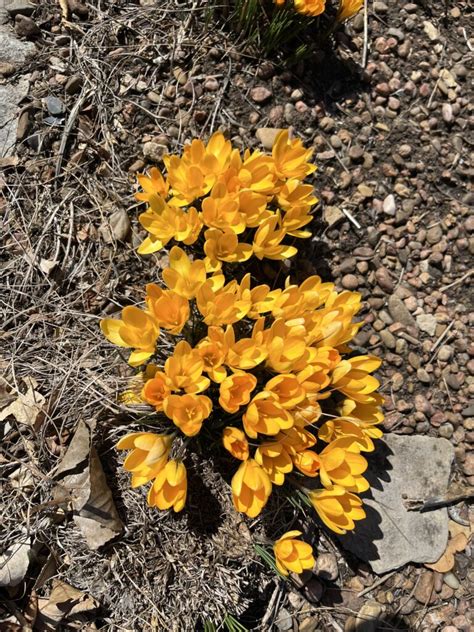 March Gardening Checklist Dyck Arboretum