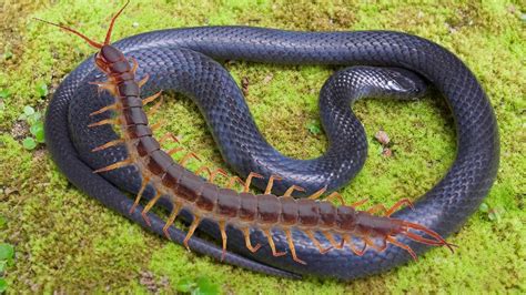 Giant Centipede Vs Snake