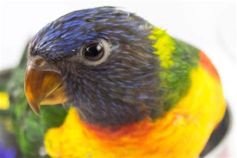 What make a Rainbow Lorikeet a great pet - Emerald Aviaries