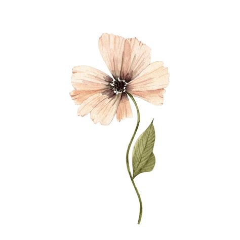 Premium Vector Pink Poppy Flower Illustration Watercolor