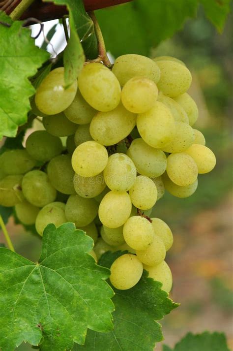 As Uvas Amadurecem No Ramo Do Mato Imagem De Stock Imagem De Vinho