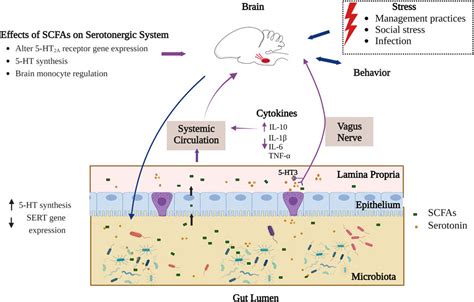 Frontiers Connecting Gut Microbiomes And Short Chain Fatty Acids With