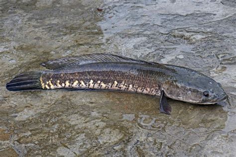 Striped Snakehead Freshwater Fishes Of Sri Lanka Biodiversity All