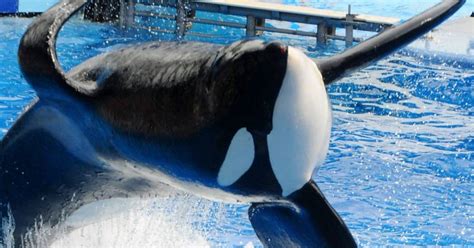 Conoce A Wikie La Primera Orca En Aprender El Lenguaje Humano