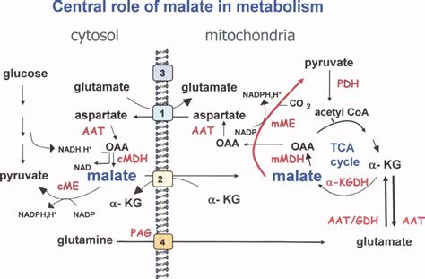 Glutamine Glutamate