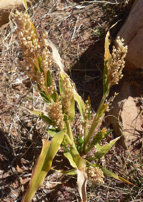 Sorghum Bicolor Ssp Bicolor Ufifas Assessment University Of