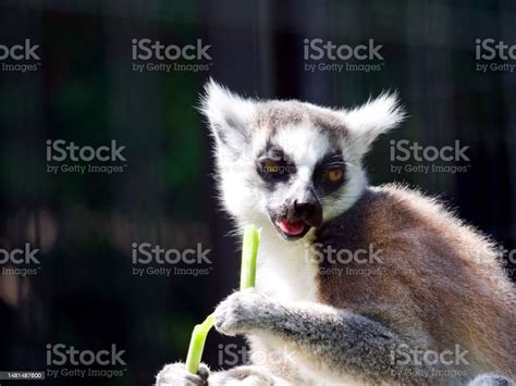 Sideeye Lemur Stock Photo - Download Image Now - Animal, Animal Behavior, Animal Body Part - iStock