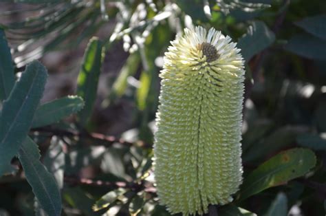 Image018 Australian Plants Society