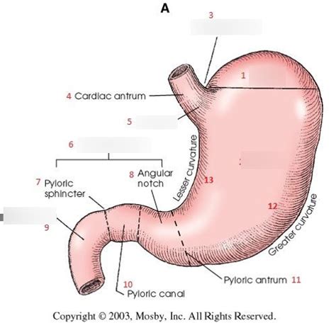 Comparative Veterinary Anatomy Diagram Quizlet