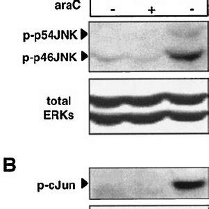 Jn K Activation And C Jun Phosphorylation At Serine Are Not Required