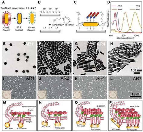 Schematic Summary And Characterization Of The Array Of Rgd Bearing Gold